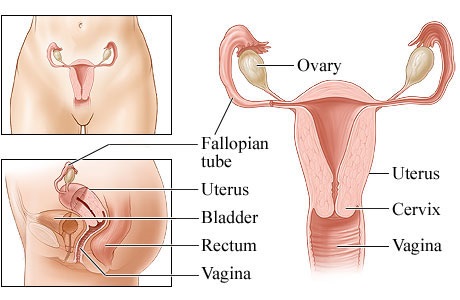 11 Major Reproductive System Diseases In Women New Health Advisor