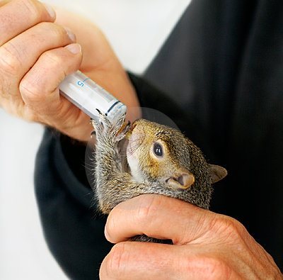 baby squirrel care