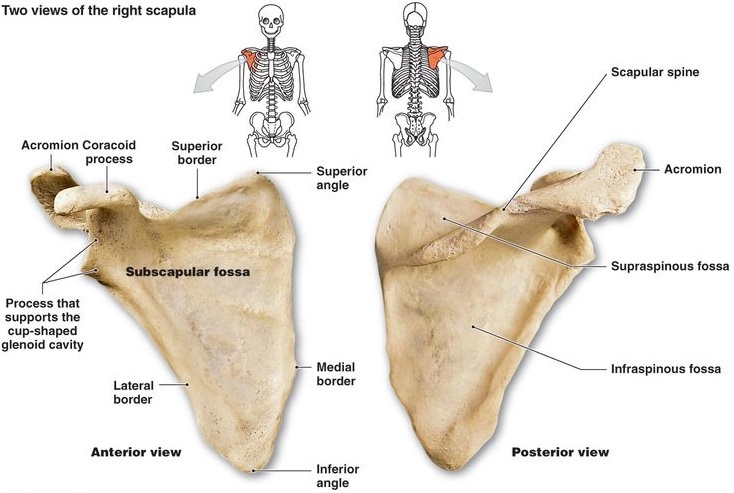 Best Exercises For Scapular Stabilization New Health Advisor