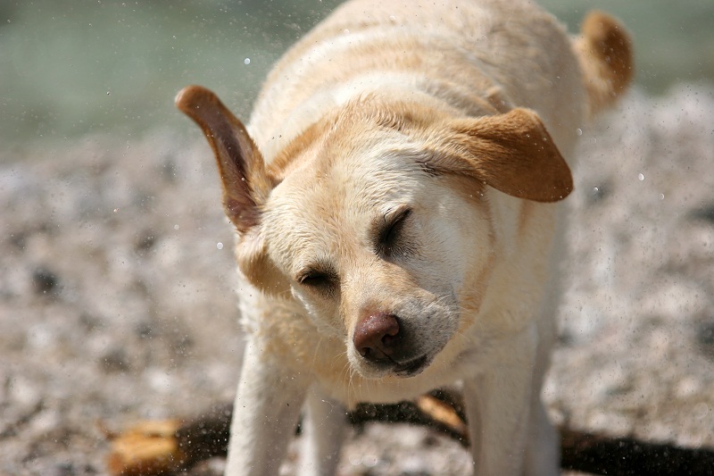 Why Does My Dog Shake? | New Health Advisor