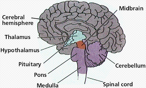 how-does-depression-affect-the-brain-new-health-advisor