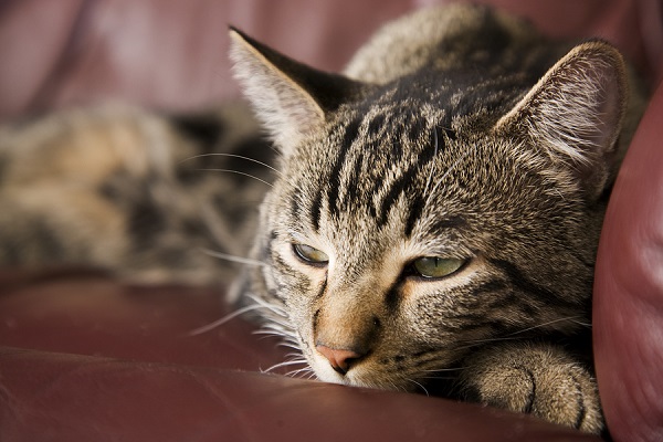 diabetes-in-cats-new-health-advisor