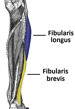 Muscles of the Lower Leg: Anterior, Posterior & Lateral | New Health ...