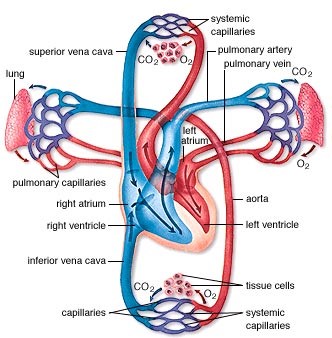 Pulmonary Circulation Route and Process | New Health Advisor