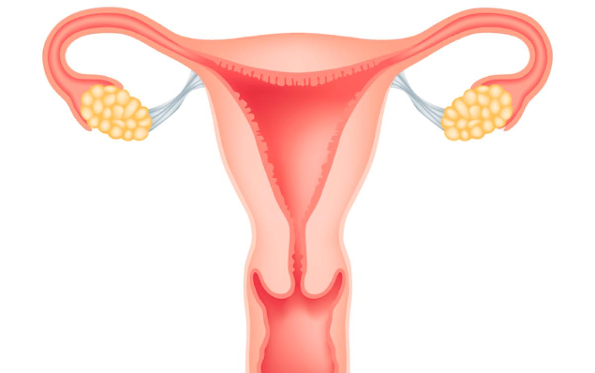 What Is The Average Size Of The Uterus New Health Advisor