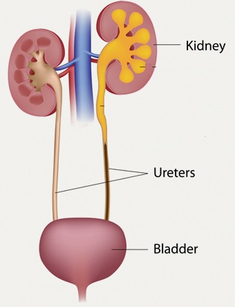 Function of Urinary System | New Health Advisor