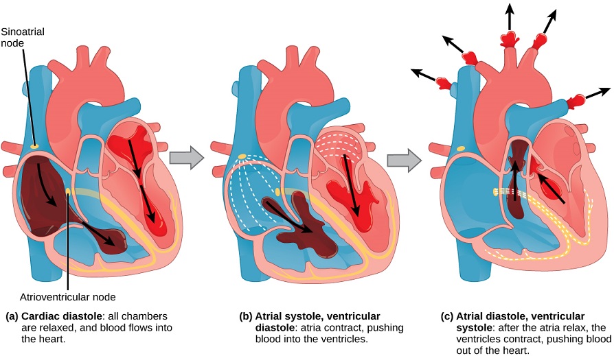 Describe What Happens During A Heartbeat - Reba Nancie