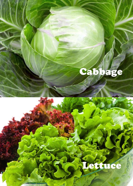 Difference Between Cabbage and Lettuce | New Health Advisor