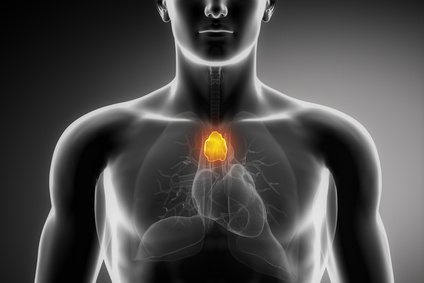 Functions and Disorders of Thymus Gland | New Health Advisor