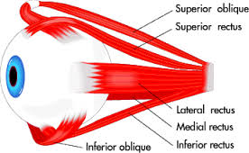 How to Deal with Strained Eye Muscle | New Health Advisor